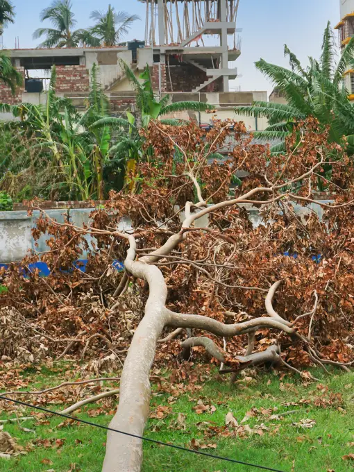 Professional Tree Service